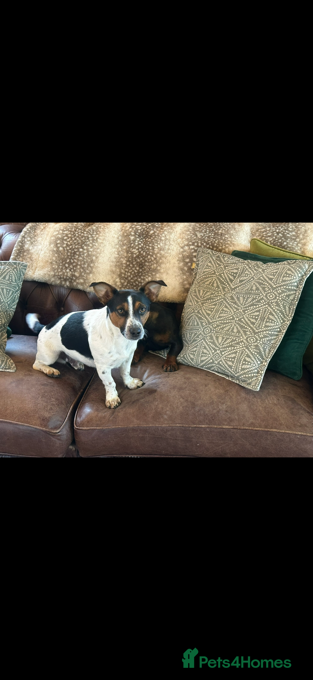 Mixed Breed dogs for sale: Cojackp for rehoming - Advert 2