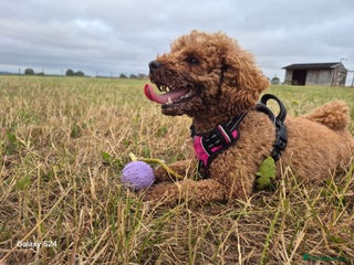 Cavapoo dogs 🧸 5 Cavapoo Puppies Oxfordshire 🧸 - Advert 1