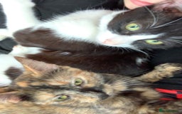 Mixed Breed cats for sale: Queen Delilah - Tortie female  - Image 6