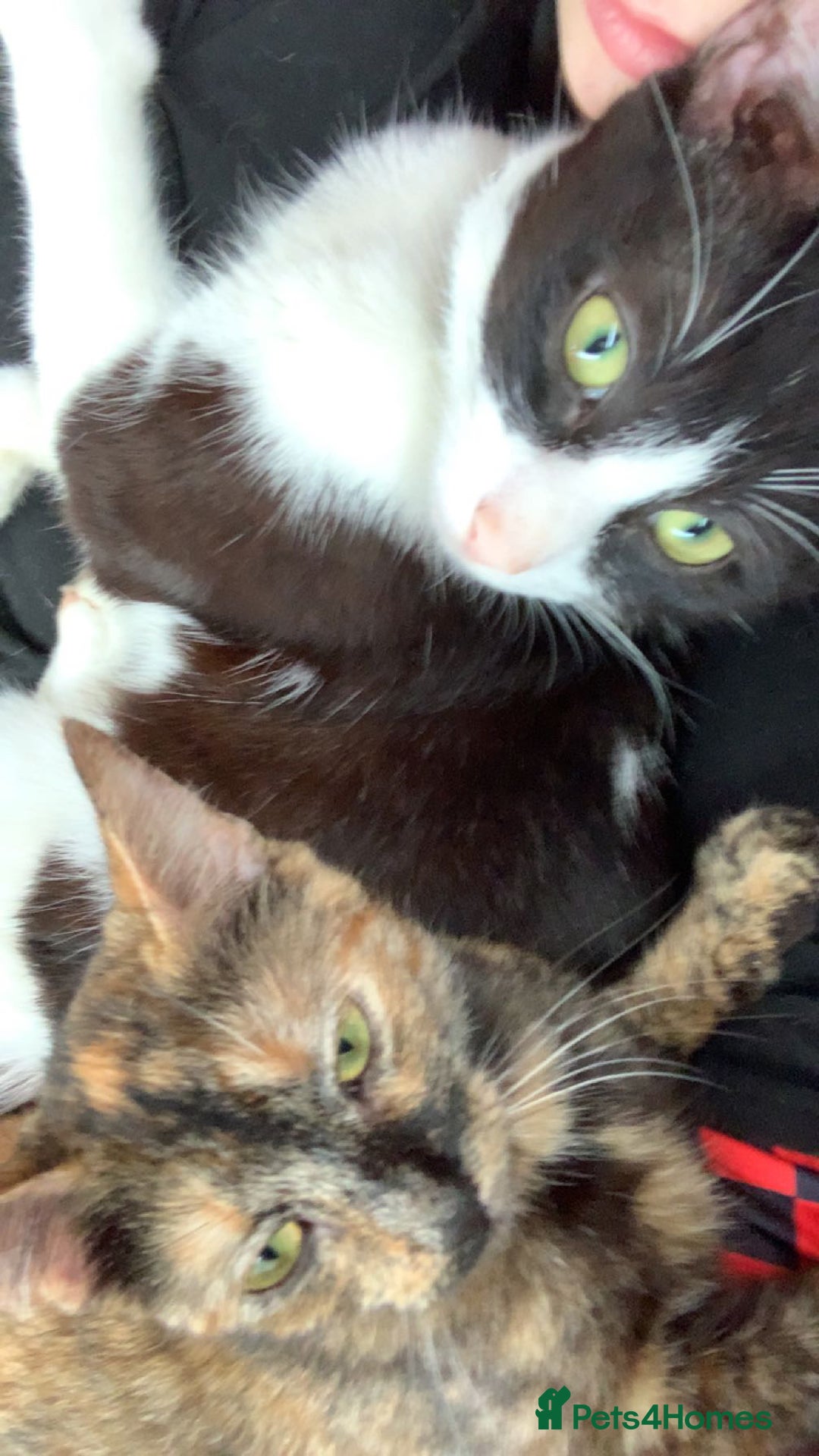 Mixed Breed cats for sale: Queen Delilah - Tortie female  - Image 6