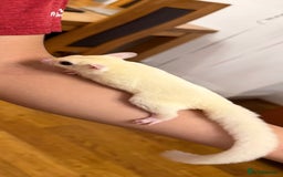Sugar Glider rodents for sale:  2 Female Sugar Gliders – 5 Months Old (Tame) - Image 13
