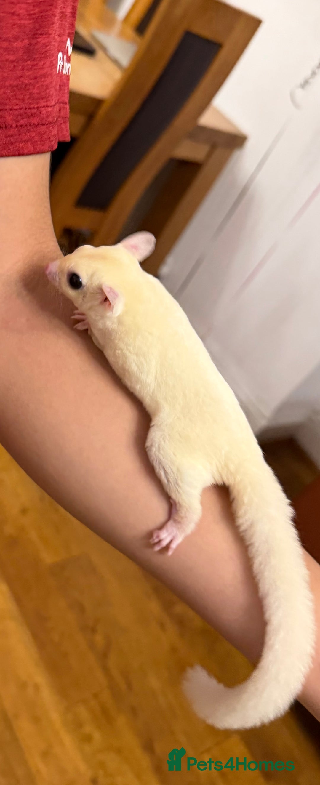 Sugar Glider rodents for sale:  2 Female Sugar Gliders – 5 Months Old (Tame) - Image 13