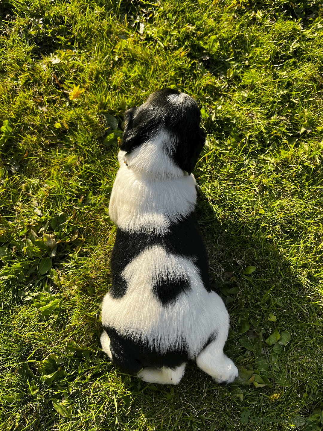 Sprocker dogs for sale: Sprocker Puppies - Image 29