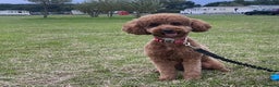 Miniature Poodle dogs for sale: Beautiful Miniature Poodle Puppies   - Advert 2