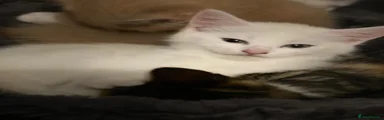 Mixed Breed Kitten 2