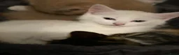 Maine Coon cats for sale: 4 stunning kittens  - Advert 21