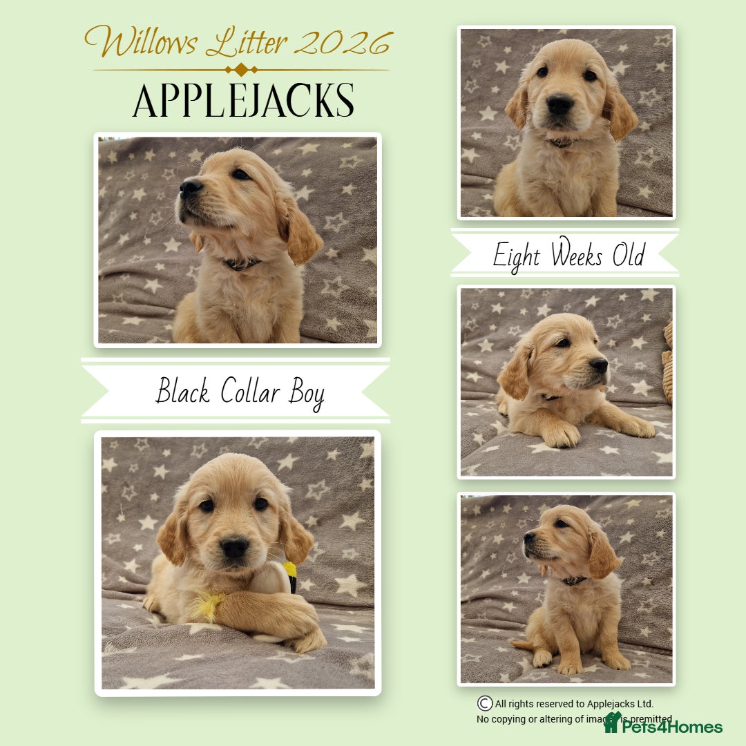 Golden Retriever dogs Pedigree show Golden retriever puppies - Advert 3