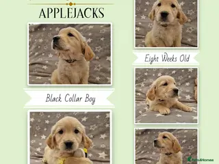Golden Retriever dogs Pedigree show Golden retriever puppies - Advert 4
