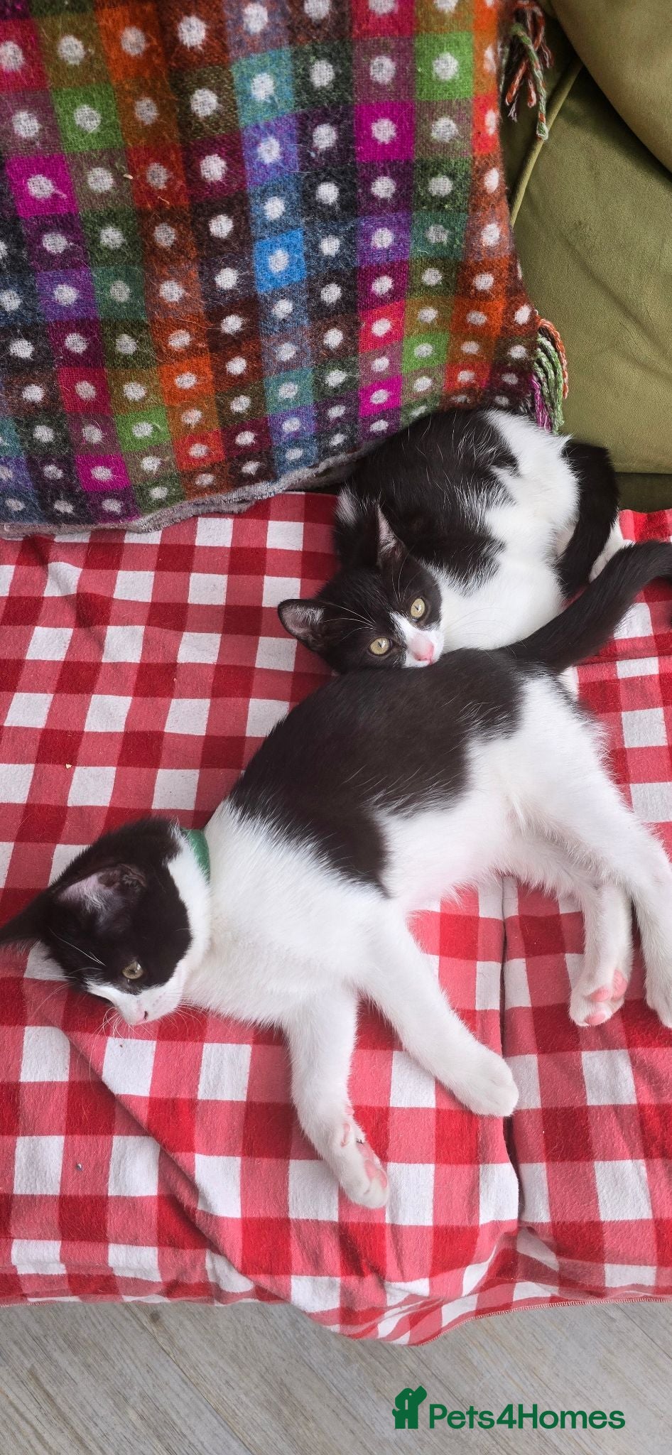 British Shorthair cats British shorthair kittens - open to offers  - Advert 21