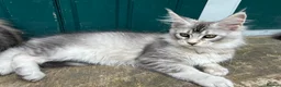 Maine Coon cats for sale: Adorable Maine Coon Kittens - Advert 13