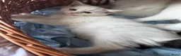 British Shorthair cats for sale: Beautiful Pedigree British Shorthair Kittens in Rochester - Advert 14