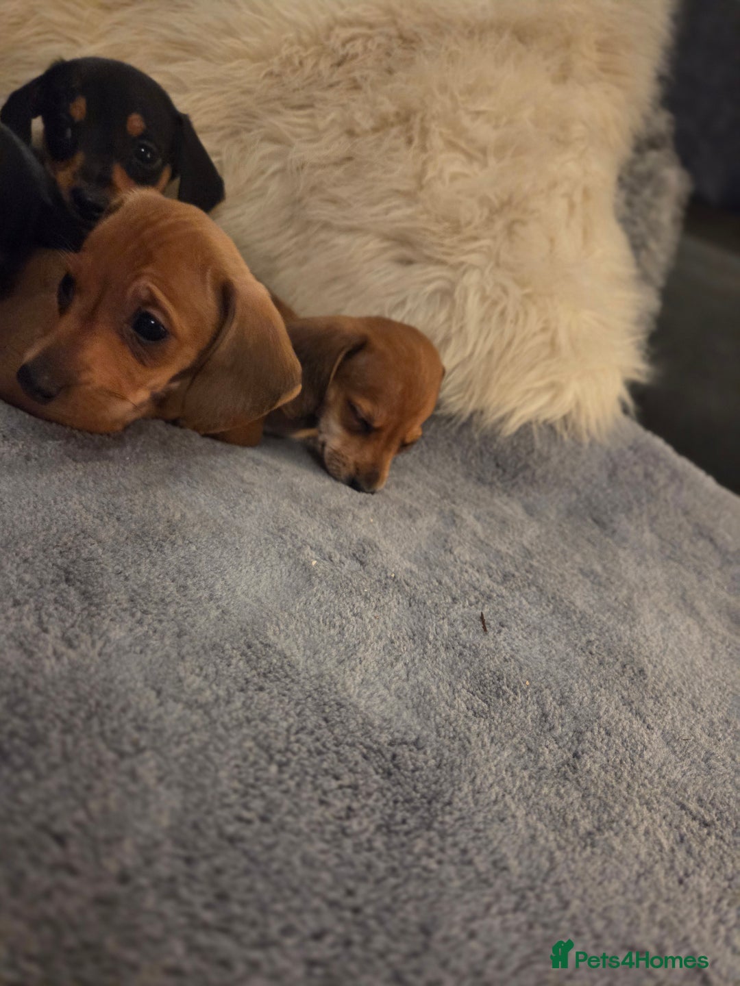 Miniature Dachshund dogs for sale: 10% legs 90% sass 100% lovable  - Image 7