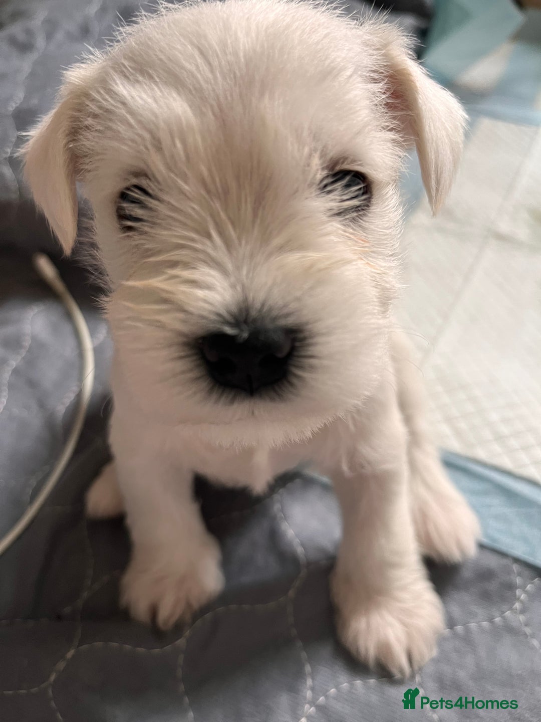 Miniature Schnauzer dogs for sale: Pure White KC REG Miniature schnauzer puppies  - Image 2