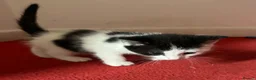 Mixed Breed cats for sale: Kitten  - Advert 8
