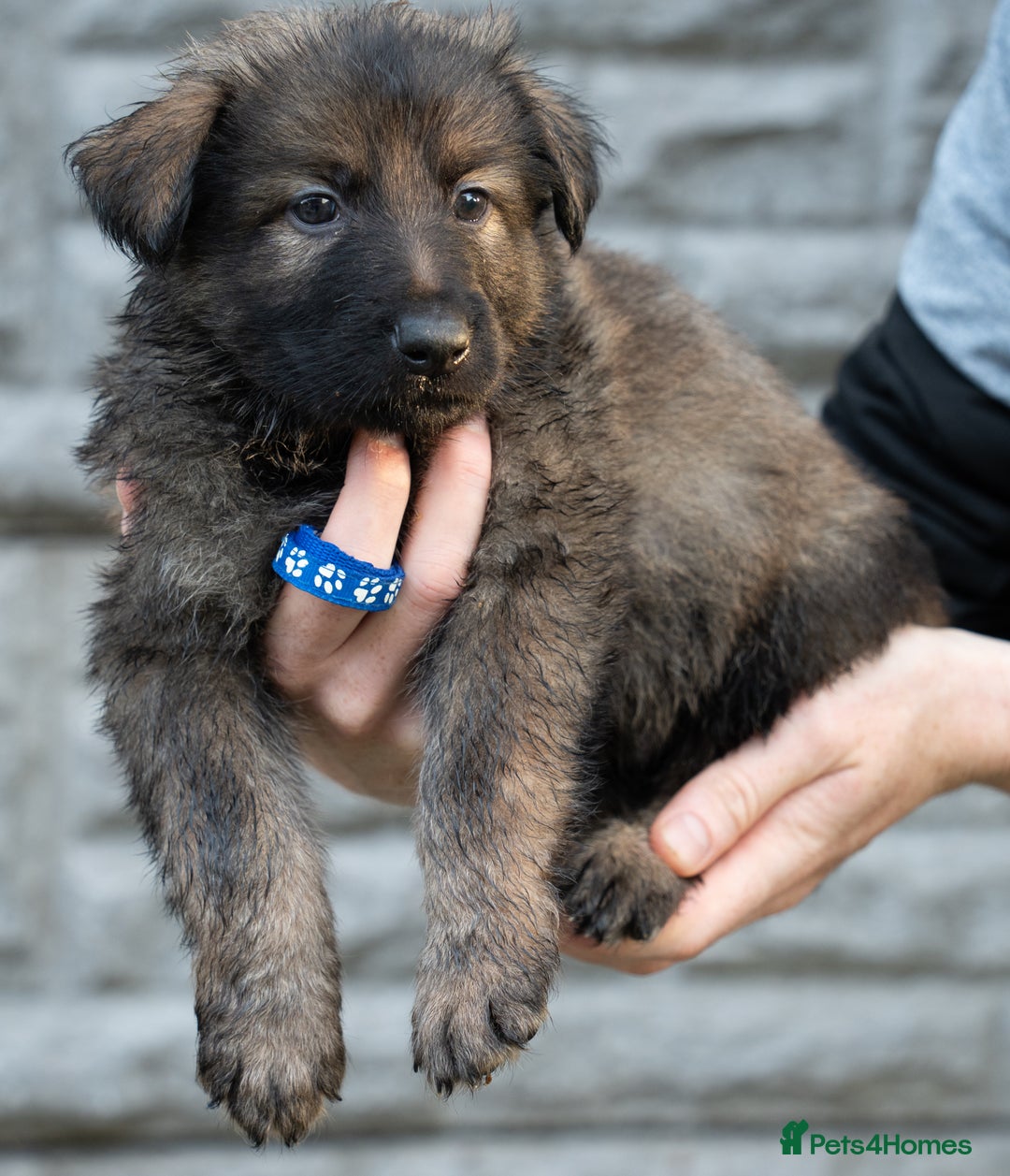 German Shepherd dogs for sale: German Shepherd Puppies - Image 21