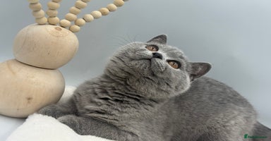British Shorthair cats - Advert 3