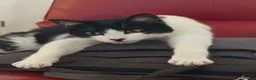 Domestic Shorthair cats for sale: Pair of Tuxedos (2 years old) - Advert 10