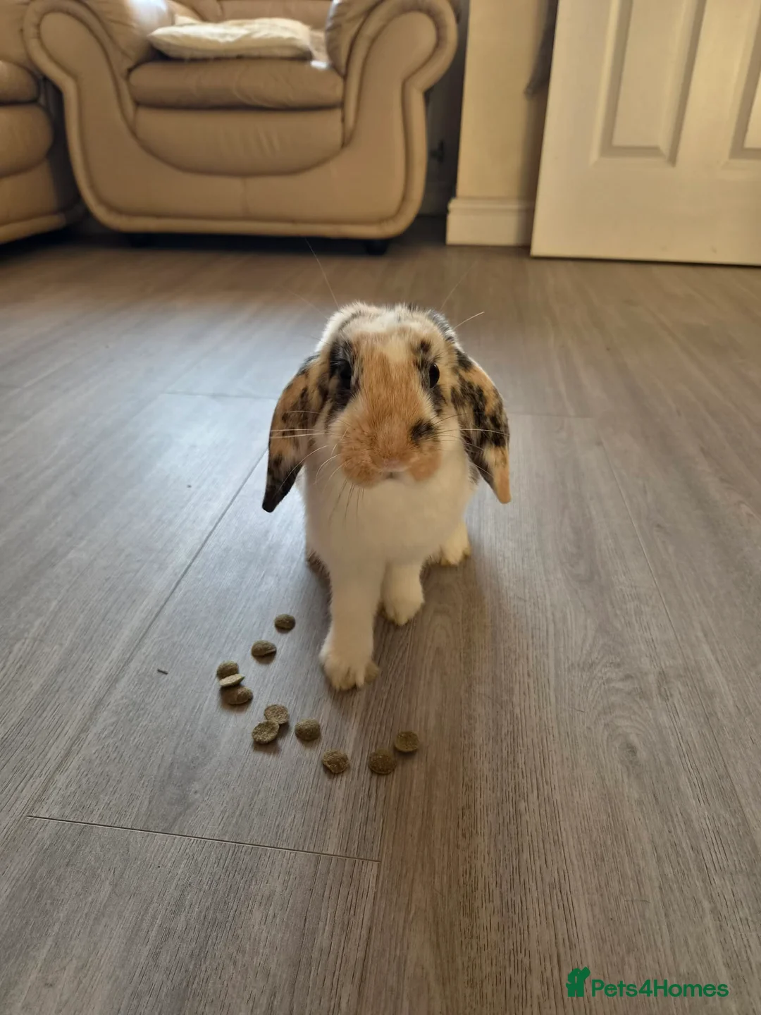 Mini Lop rabbits for sale: Male minilop rabbit - Advert 11