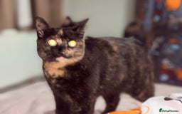 Domestic Shorthair cats for sale: Two 1 year old female cats  - Image 7