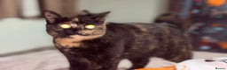 Domestic Shorthair cats for sale: Two 1 year old female cats  - Advert 7
