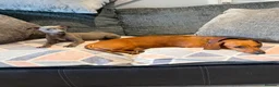 Whippet dogs for sale: 2 stunning boys left Ready to go kc reg - Advert 4
