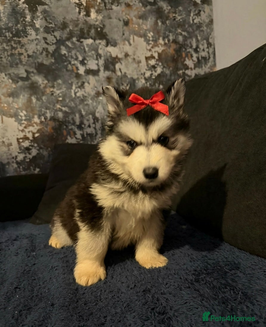 Siberian Husky dogs Siberian Huskies **ready next week - Advert 5