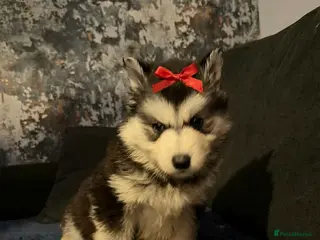 Siberian Husky dogs Siberian Huskies **ready next week - Advert 5