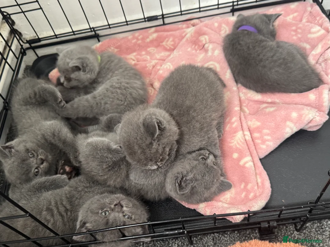British Shorthair cats for sale: Stunning 😍 British shorthair kittens 🐱  - Advert 20