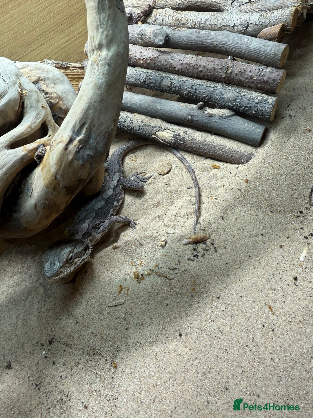 Dragon reptiles for sale: Mini Bearded Dragon Pogona Minor - Image 4