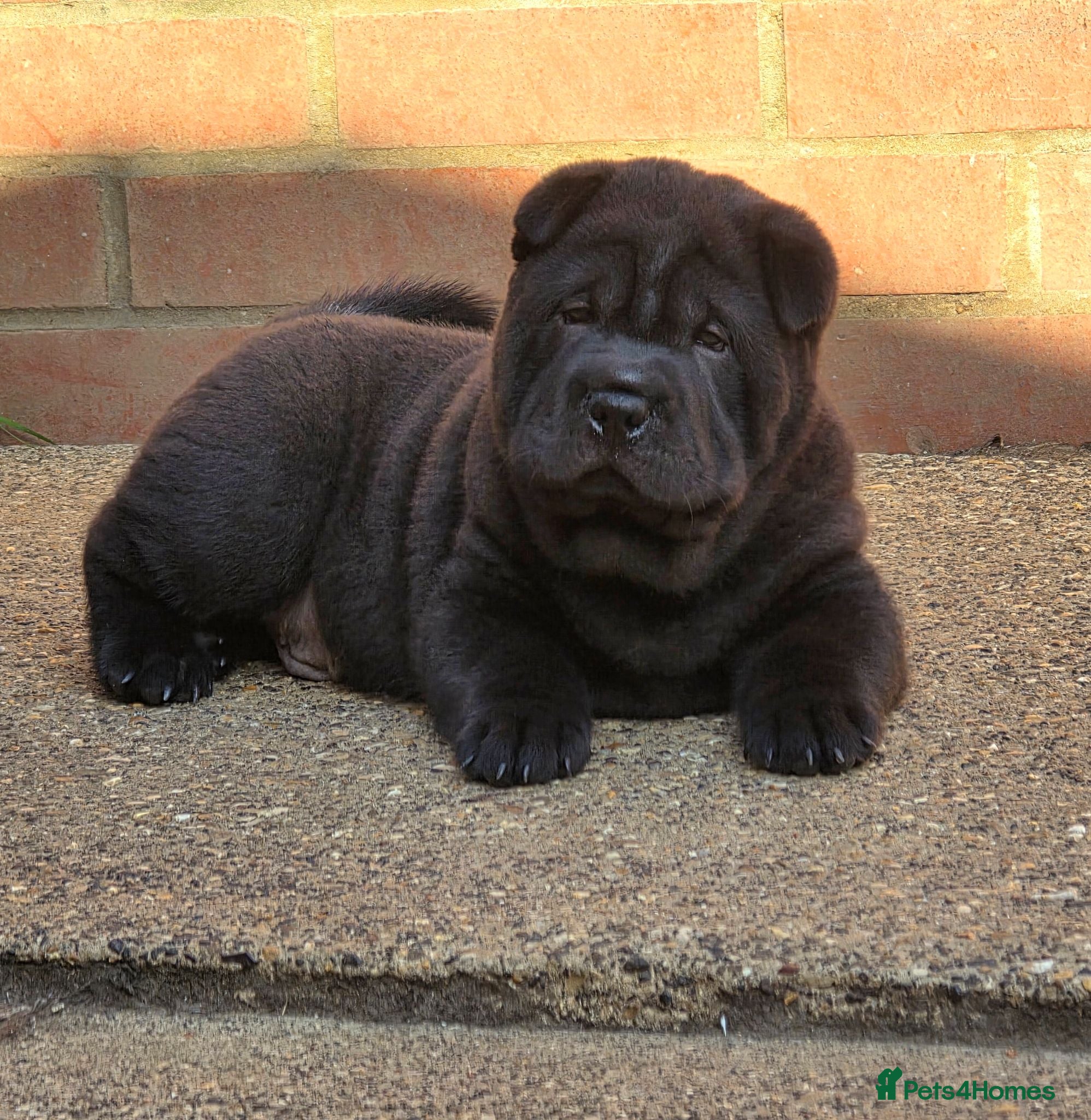 Mixed Breed dogs ChowPei Pups - Advert 17