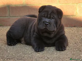 Mixed Breed dogs ChowPei Pups - Advert 1