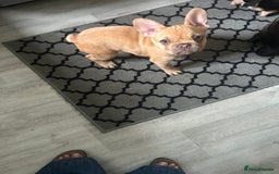 French Bulldog dogs for sale: French Bulldog Puppies in Sowerby Bridge - Image 14