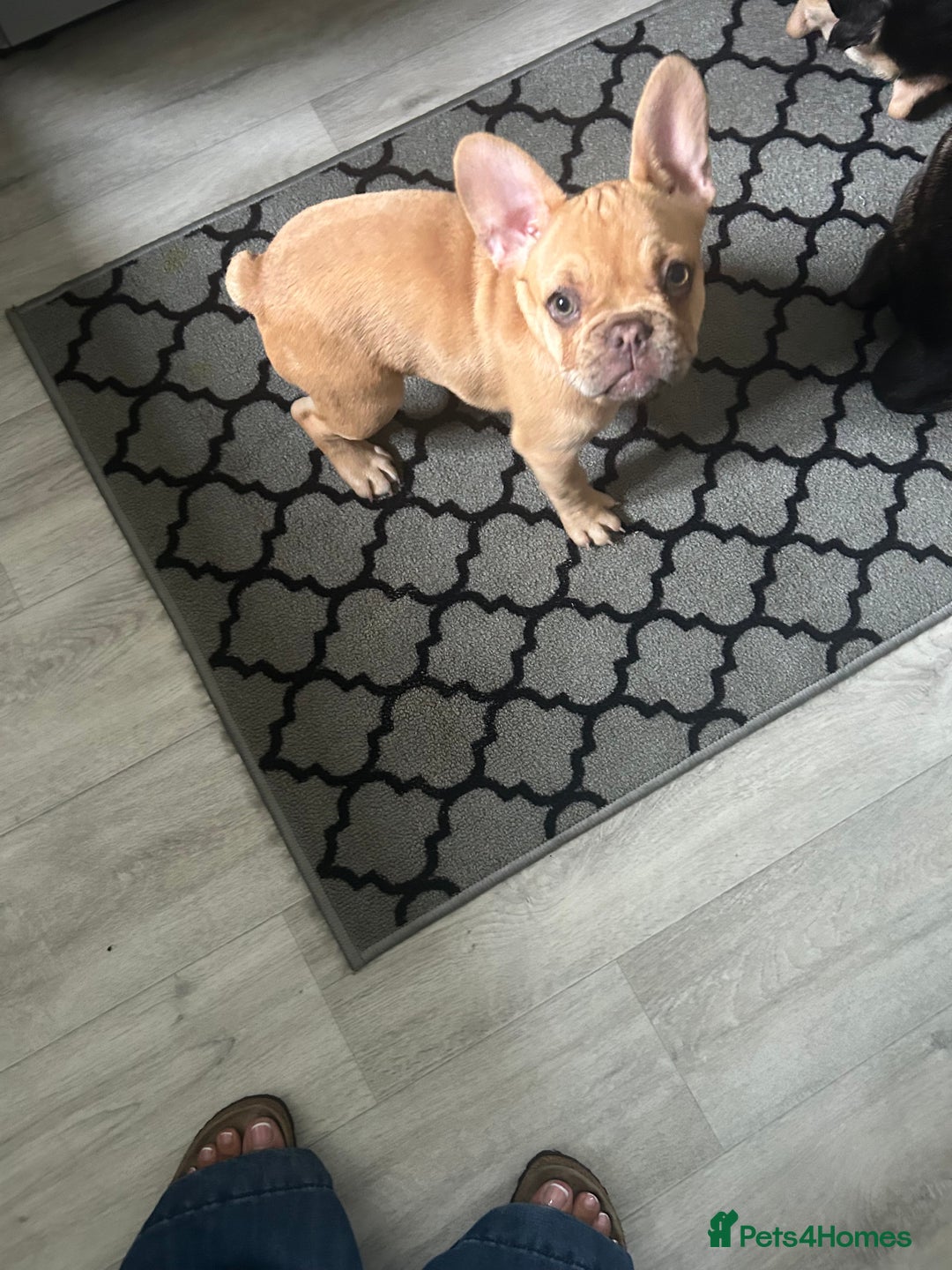 French Bulldog dogs for sale: French Bulldog Puppies in Sowerby Bridge - Image 14