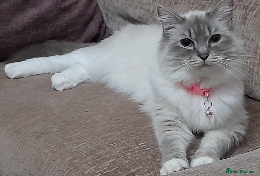 Ragdoll cats for sale: GCCF in Paisley  - Advert 6