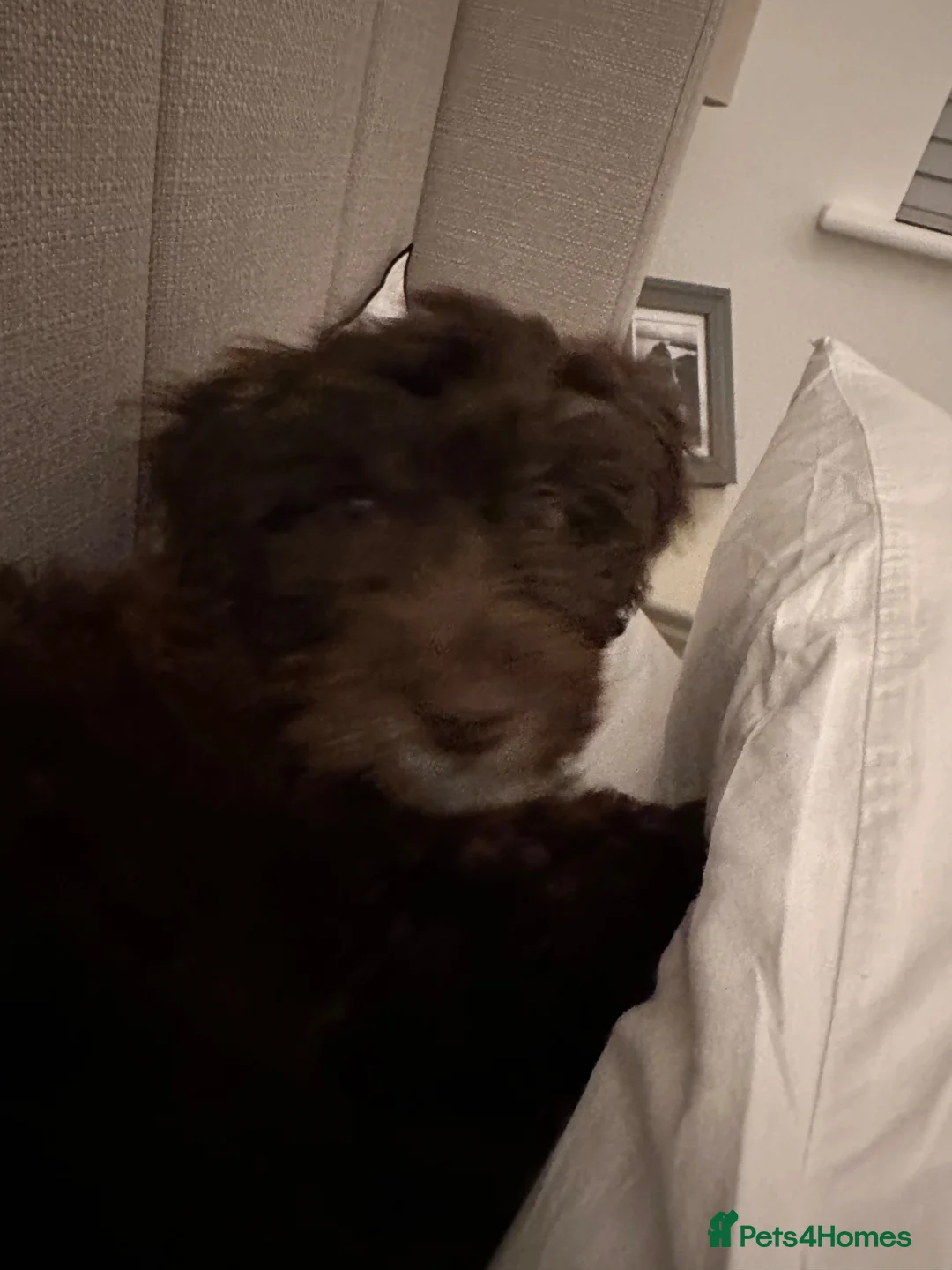 Bordoodle dogs for sale: Beautiful fluffy Borderdoodle  - Advert 8