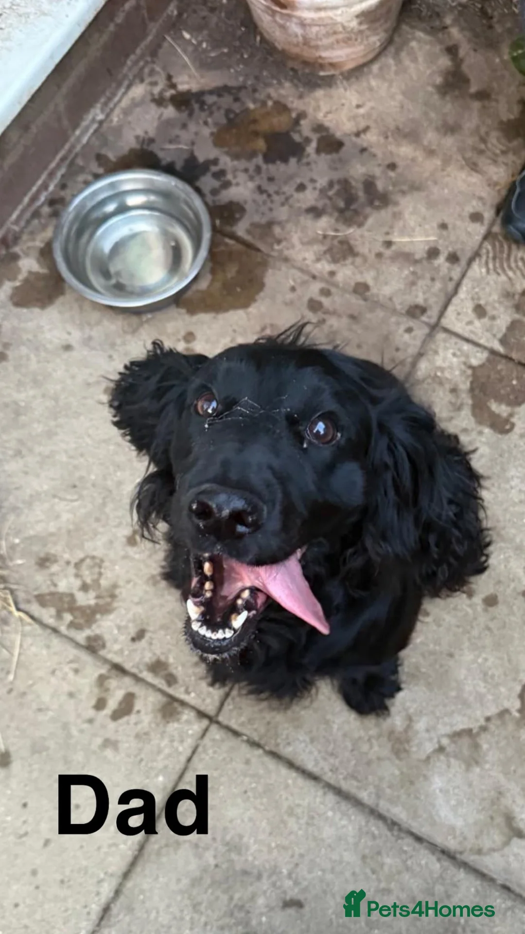 Sprocker dogs for sale: Sprocker puppies - Advert 8