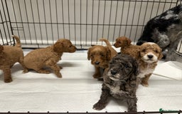 Cockapoo dogs for sale: Unique cockapoo babies 🧸 - Image 6