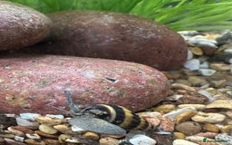 Snails invertebrates for sale: Assassin Snails - Image 3