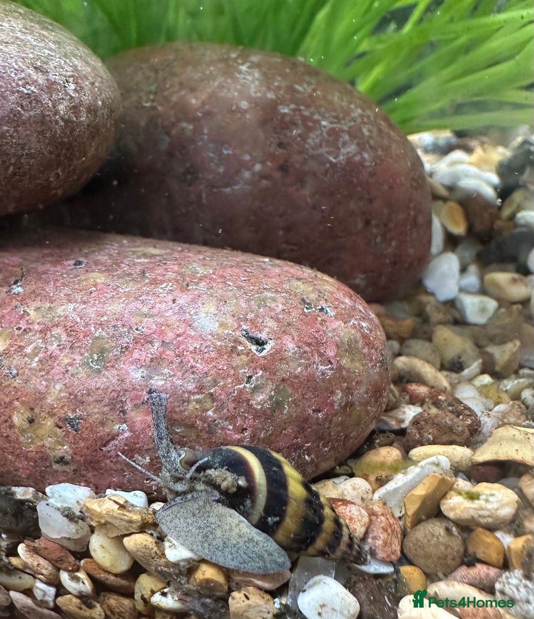 Snails invertebrates for sale: Assassin Snails - Image 3