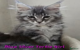 Maine Coon cats for sale: VARIOUS FULL PEDIGREE MAINE COON KITTENS FOR SALE in Rotherham - Image 21