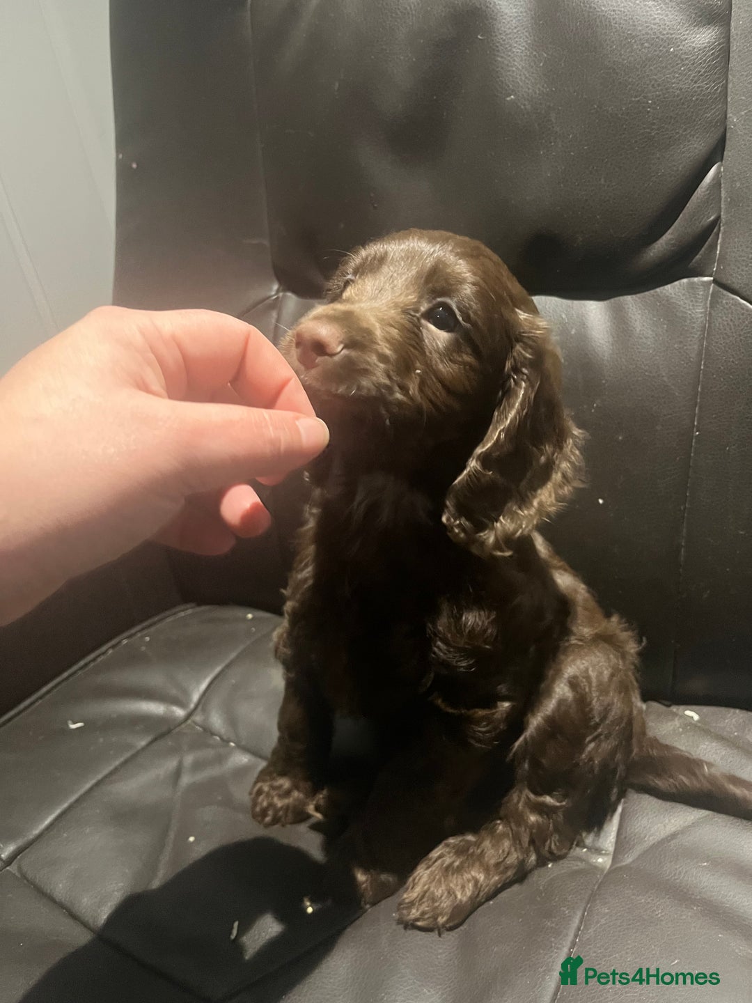Cockapoo dogs for sale: F1 cockapoo puppies registered breeder - Image 26