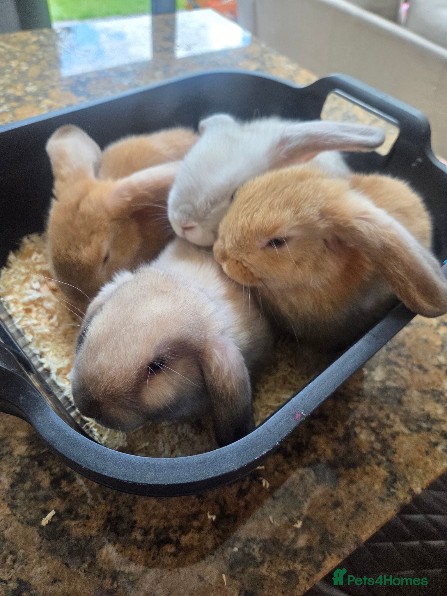 Mini Lop rabbits Mini Lop Bunnies for sale - Advert 1