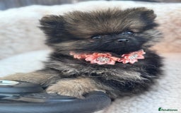 Pomeranian dogs for sale: Tea cup Pomeranians  - Image 4