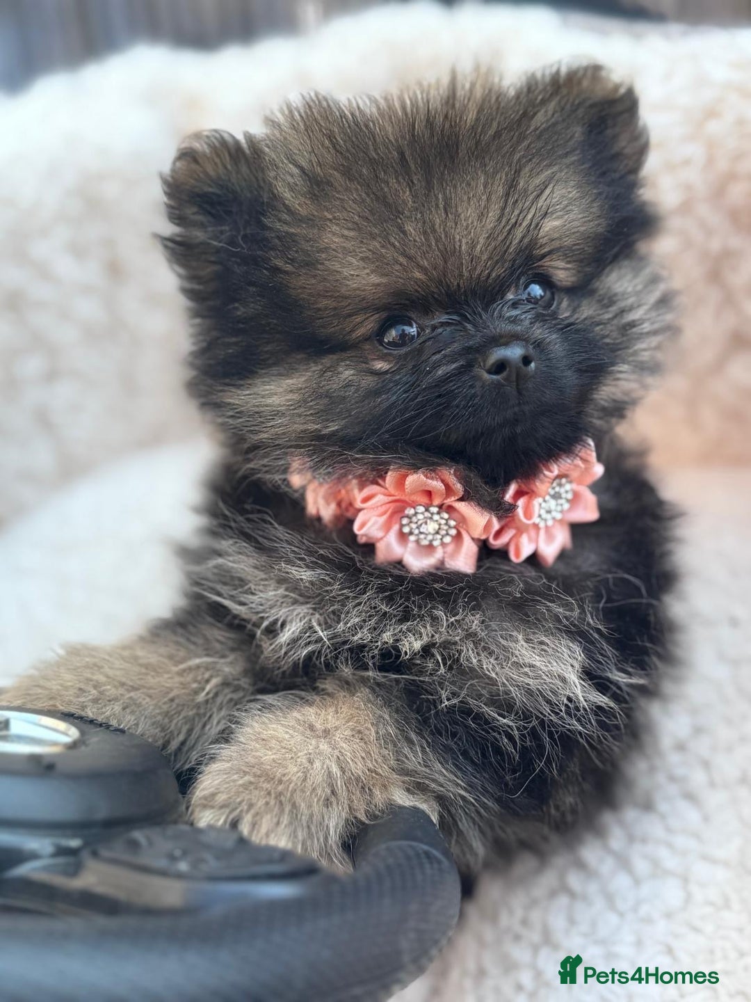 Pomeranian dogs for sale: Tea cup Pomeranians  - Image 4