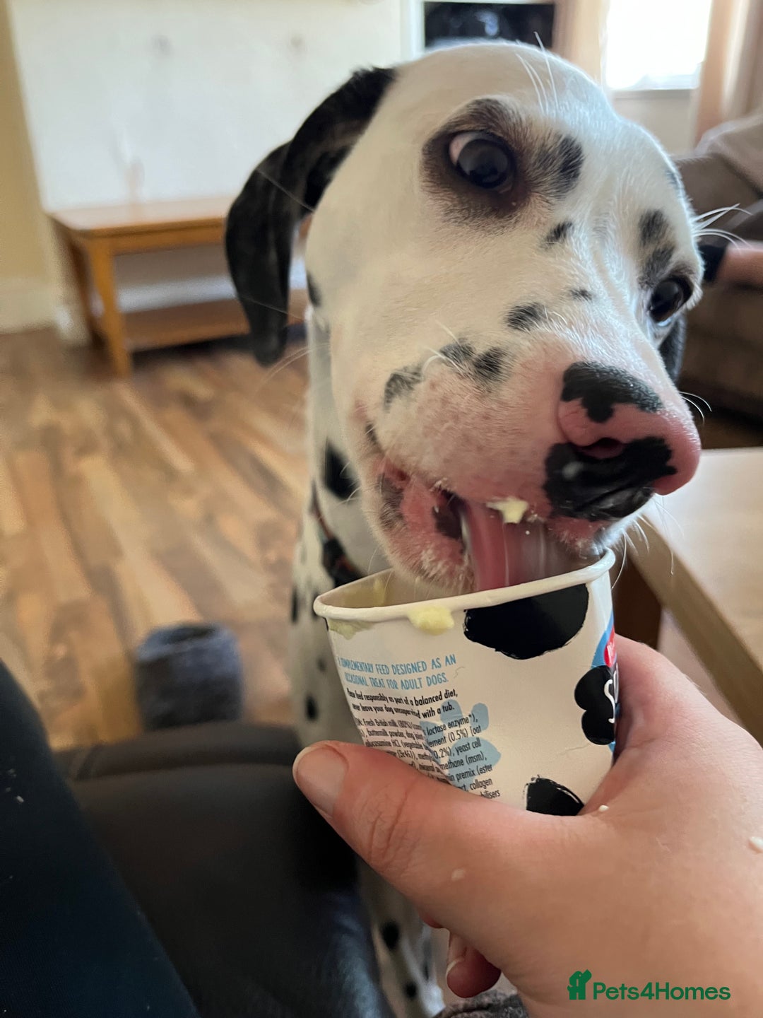 Dalmatian dogs for sale: 3 year old Dalmatian  - Advert 6