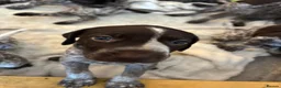 German Shorthaired Pointer dogs for sale: 🐾Last Boy Available! KC Registered GSP Puppy - Advert 10