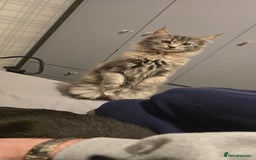 Maine Coon cats for sale: Aurora - Stunning Female Maine Coon - Image 9