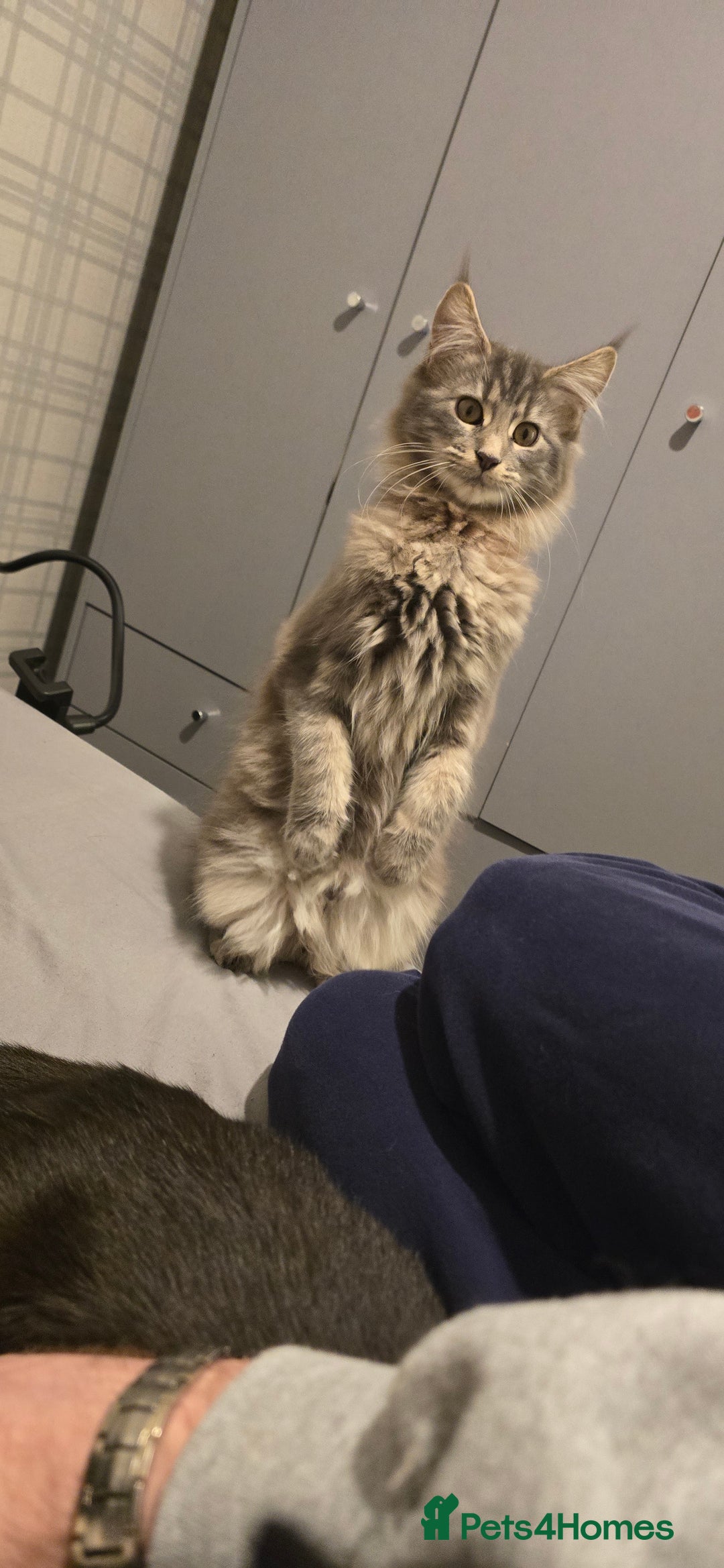 Maine Coon cats for sale: Aurora - Stunning Female Maine Coon - Image 9