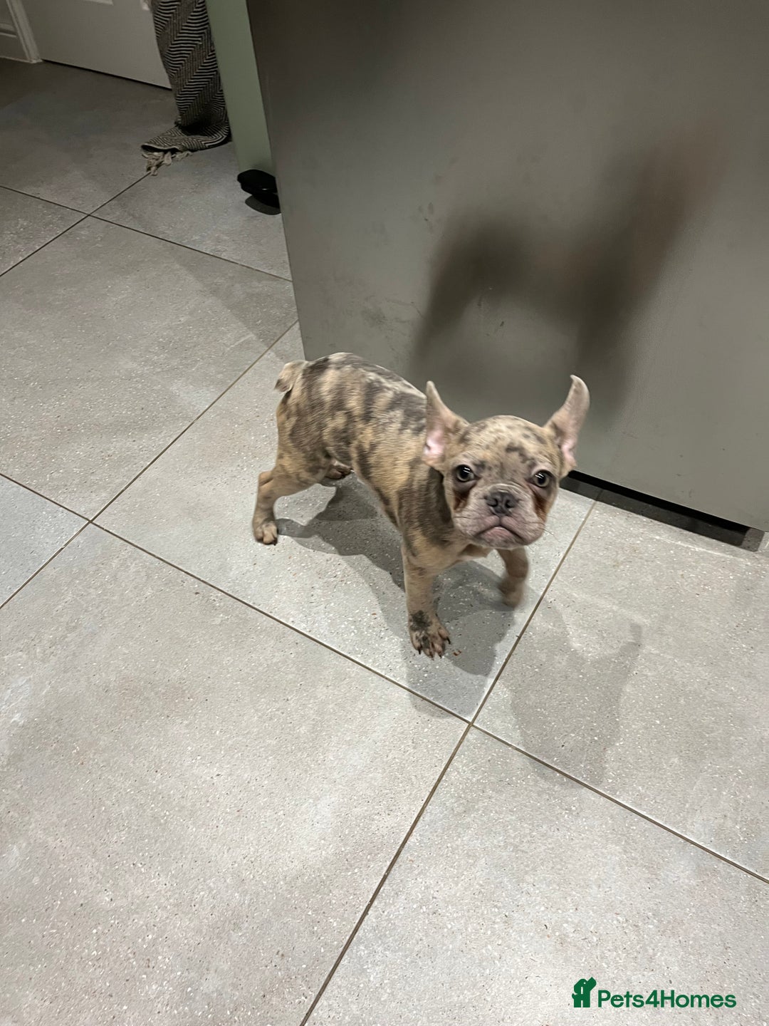 French Bulldog dogs for sale: Multi Coloured Merle French Bulldog Pups  - Advert 17