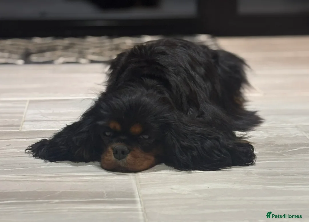 Cavalier King Charles Spaniel dogs for sale: KC registered CKCS Heart/Eye/Health tested - Advert 9